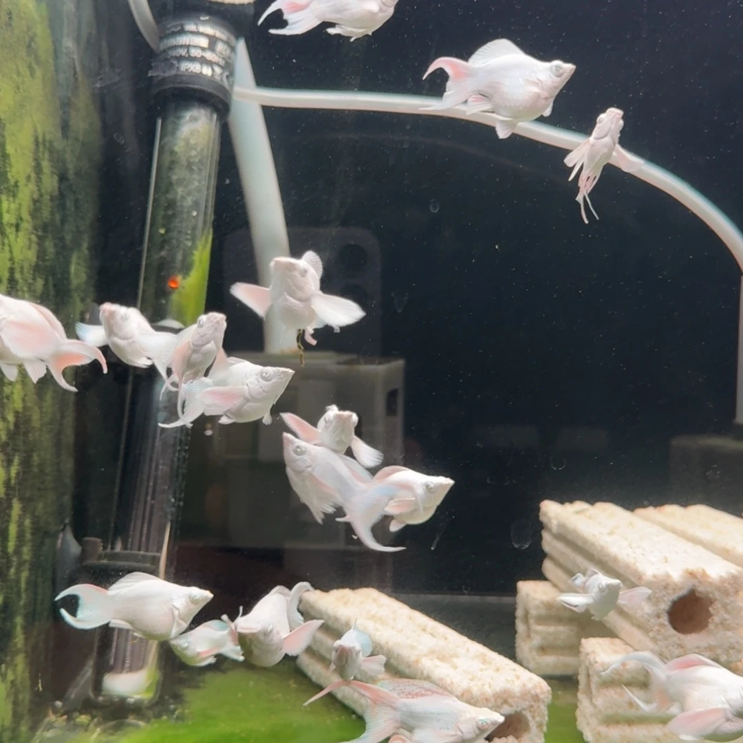 黑玛丽鱼瓷白种鱼 一对