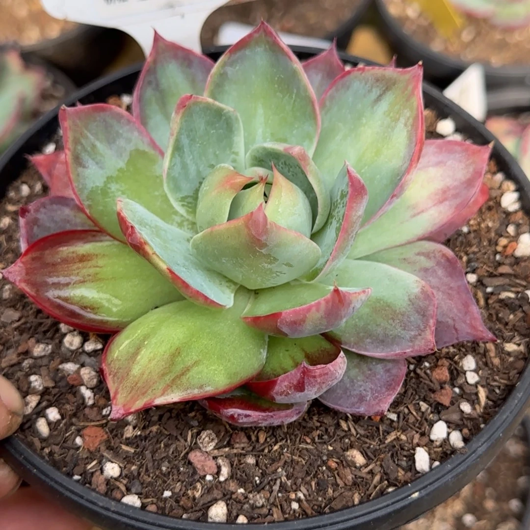 天***蓝惊鸿一物一拍包装收缩花旱711