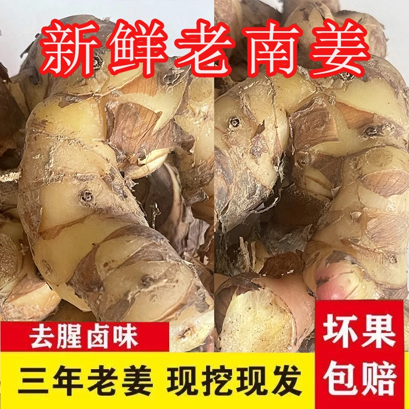 南姜新鲜潮汕老姜现挖现发正宗山姜卤味炖羊肉火锅去膻提味调味品