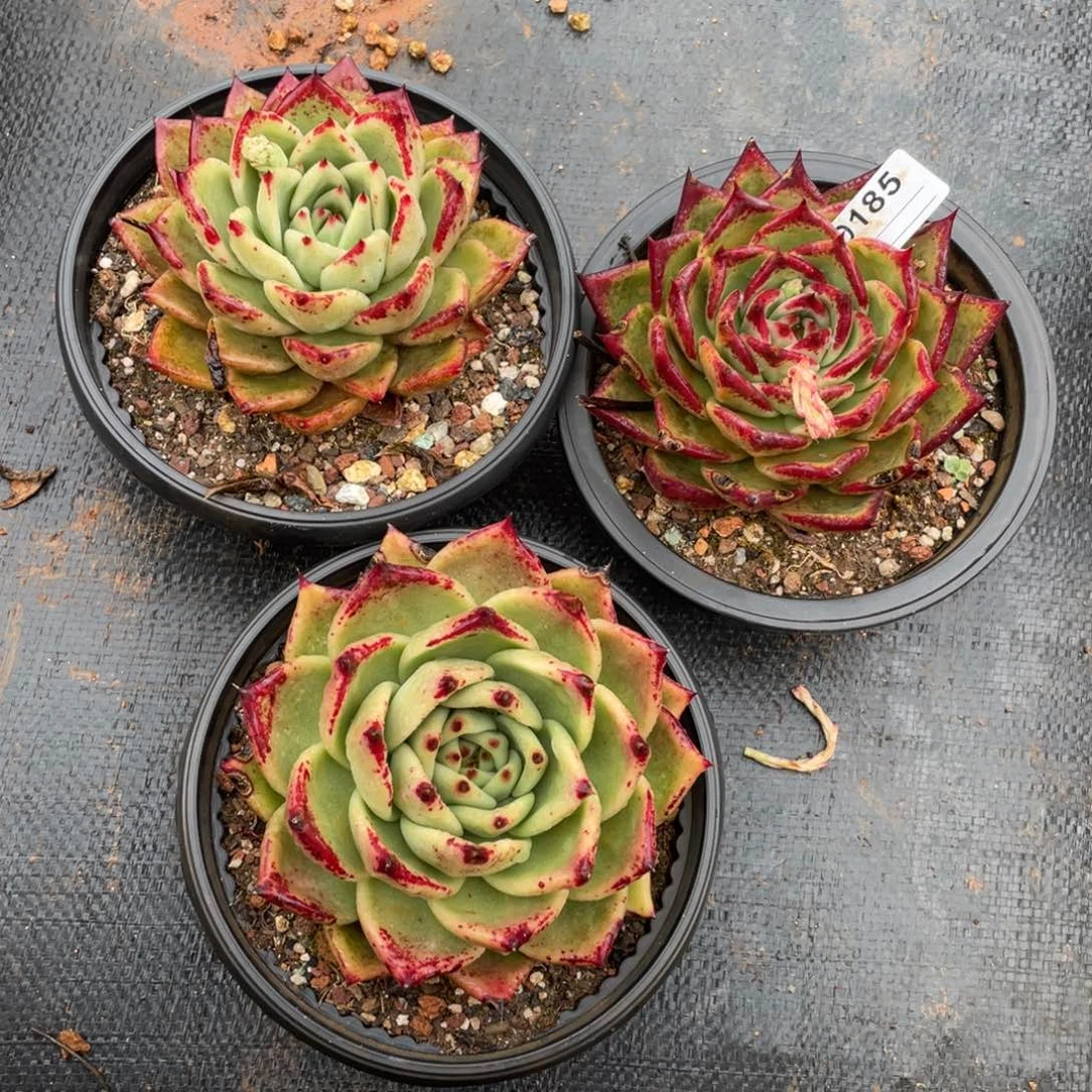 无花朵若如东云组拍D185