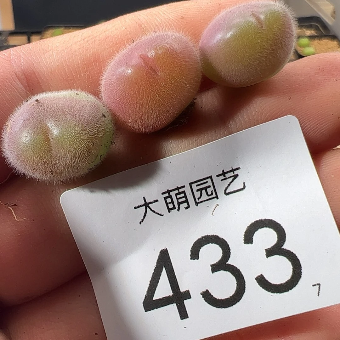 0000433 一物一拍……