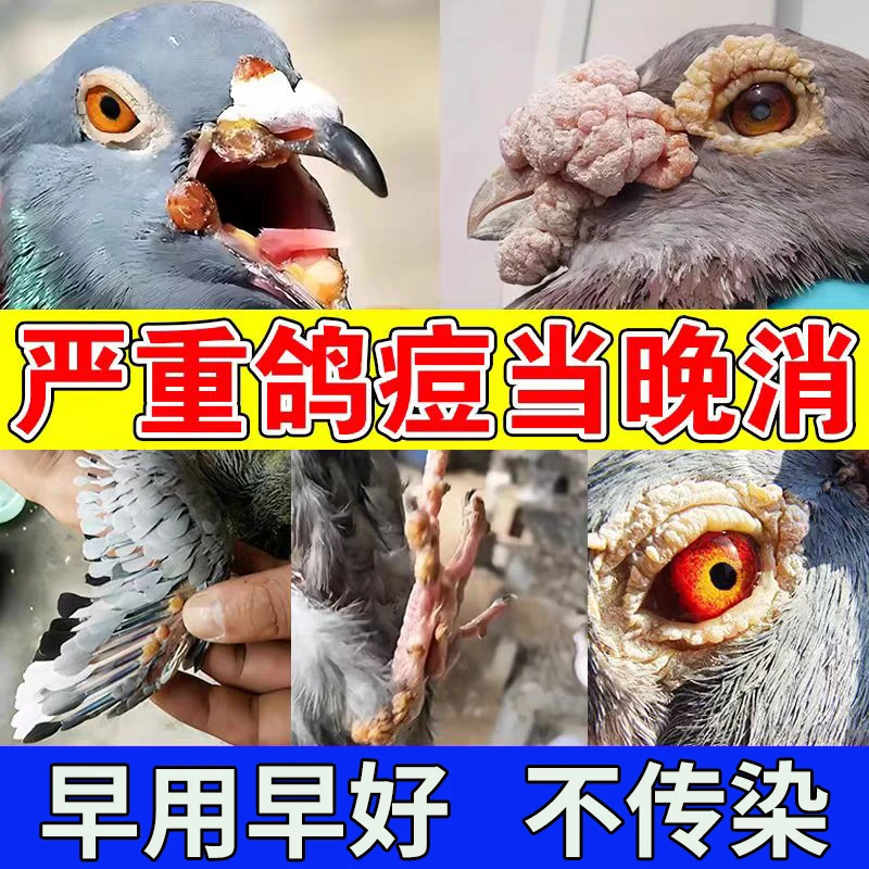 【鸽痘克星】鸽痘专用特效冶鸽子眼角嘴角脚趾长鸽痘信鸽赛鸽子通用