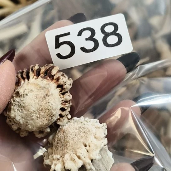 博***览鹿角鹿角鹿角鹿角鹿角鹿角