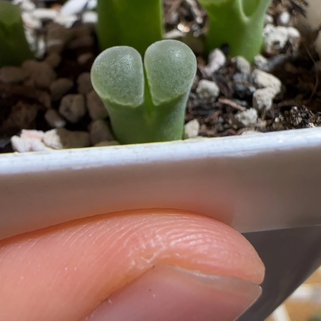 肉锥多肉植物组合-极窗778