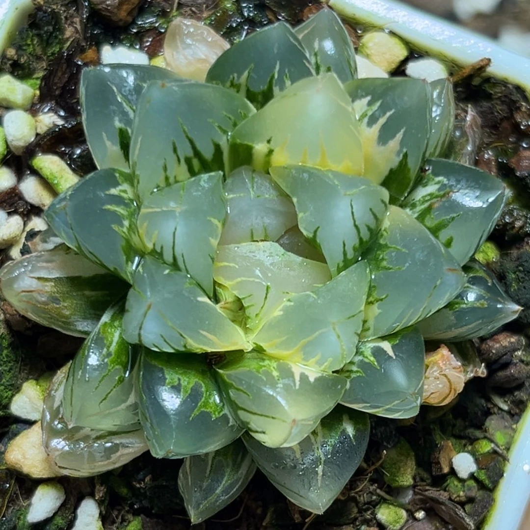 恭喜发财大吉大利937