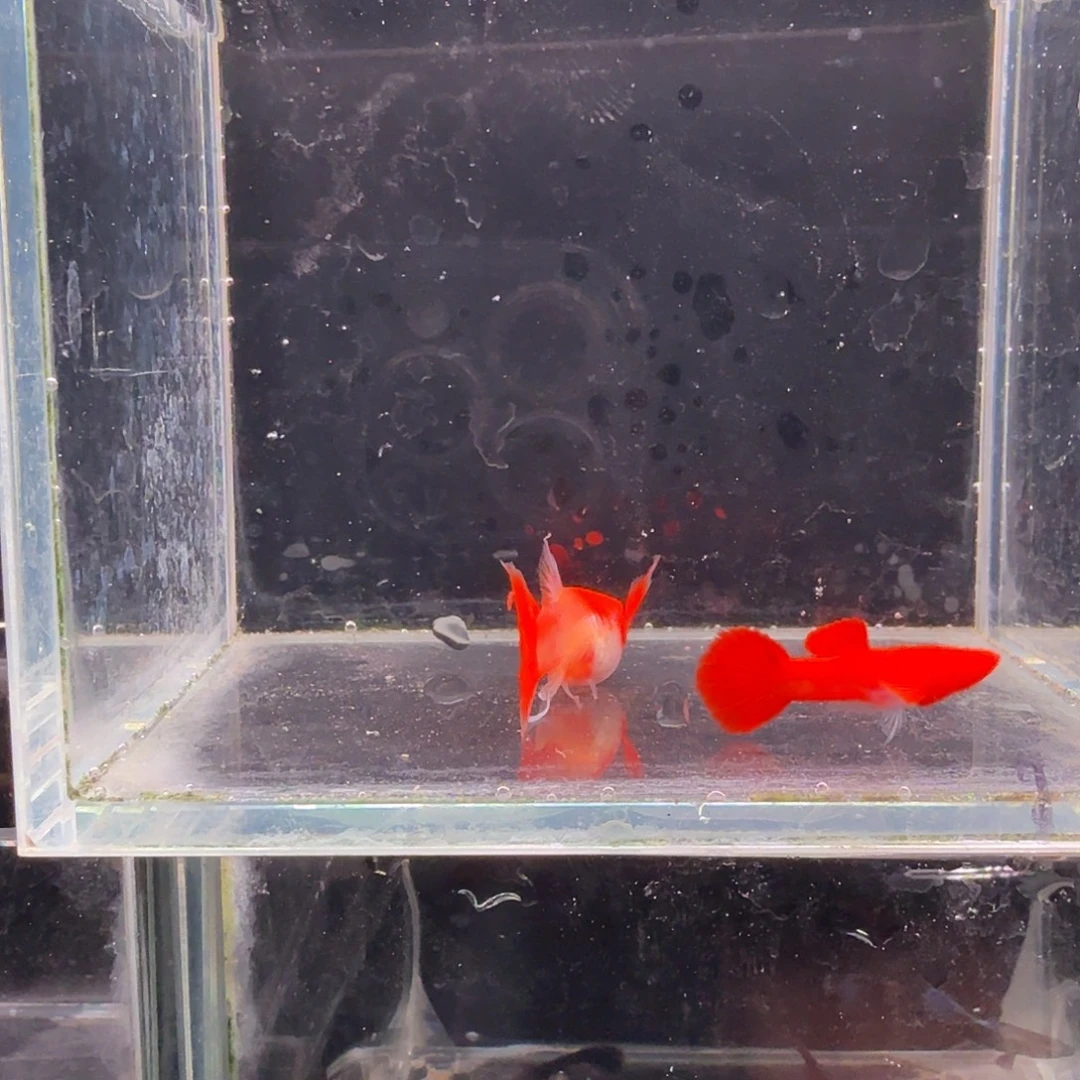 孔雀鱼鸿运当头双份水缎带1对