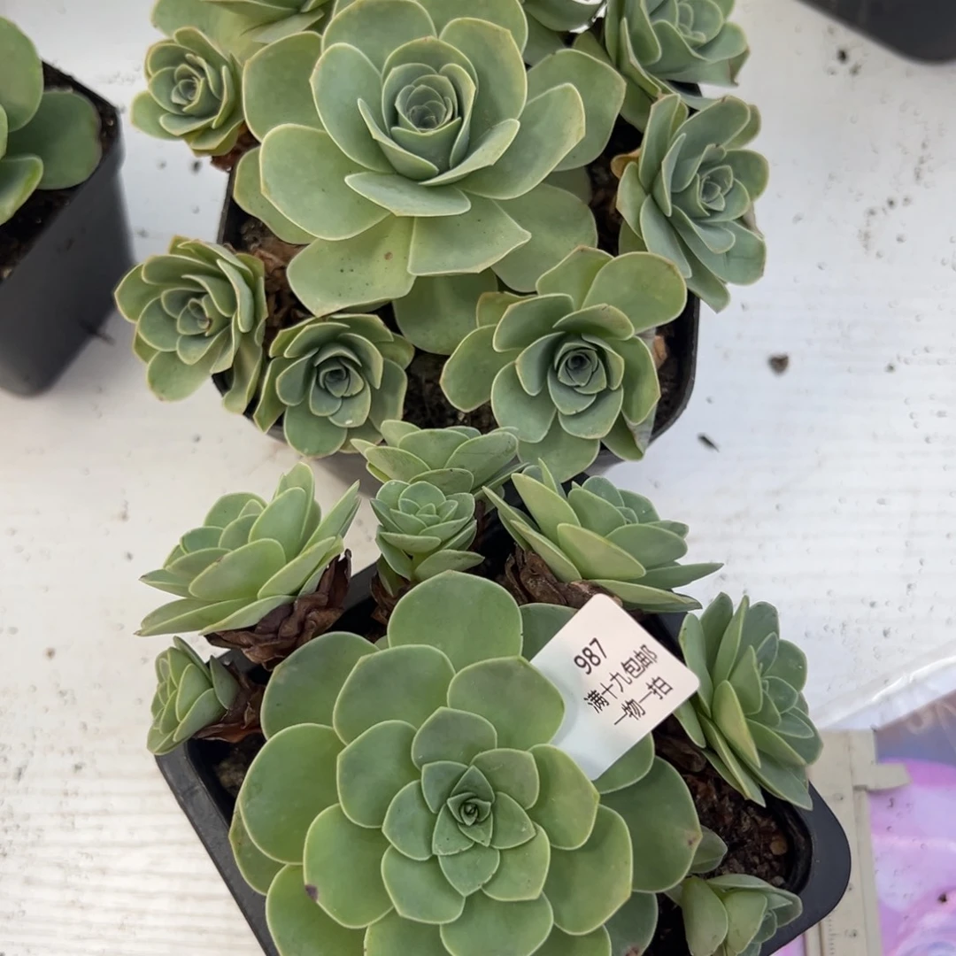 987 山地玫瑰基地带盆土