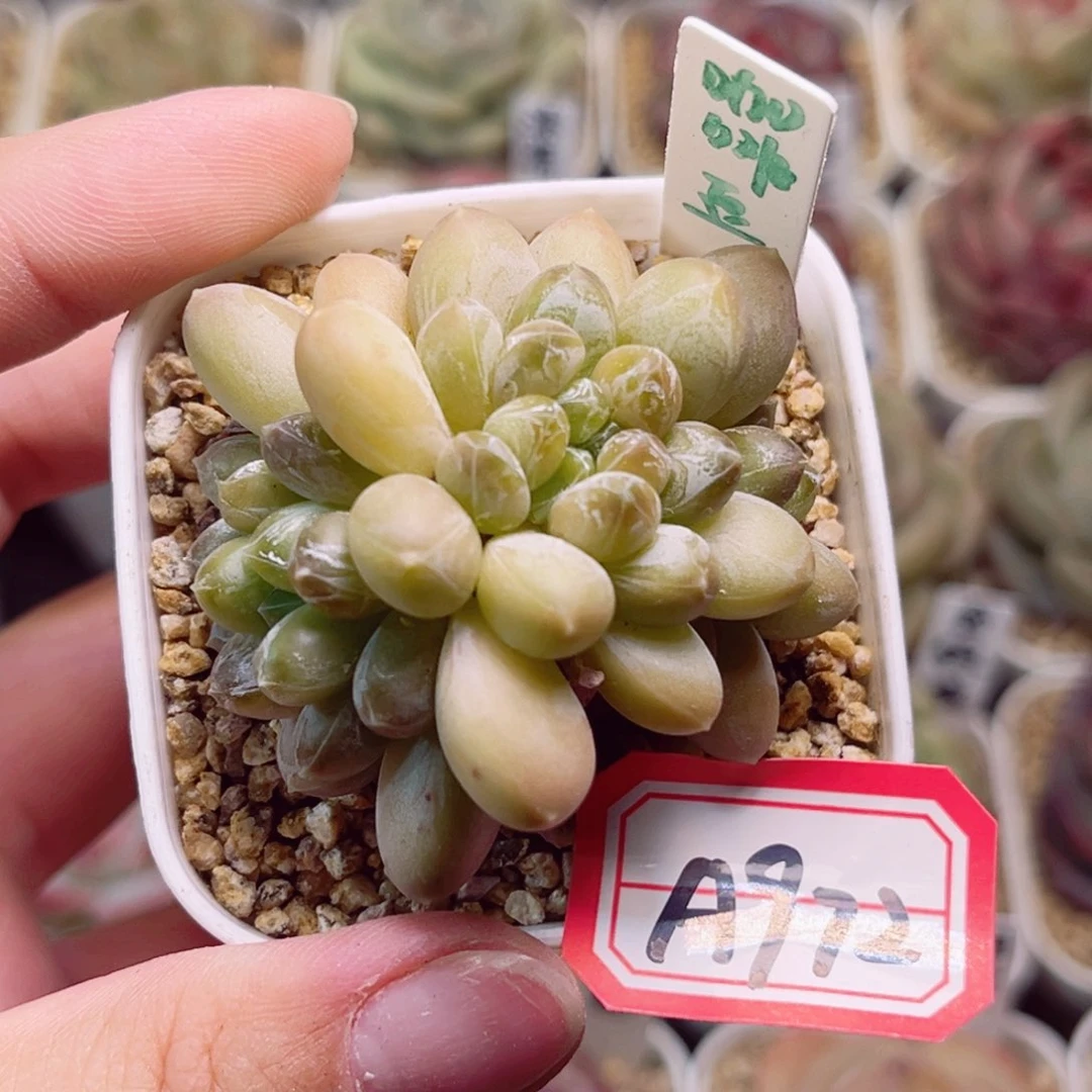 A972一物一拍 咖啡豆