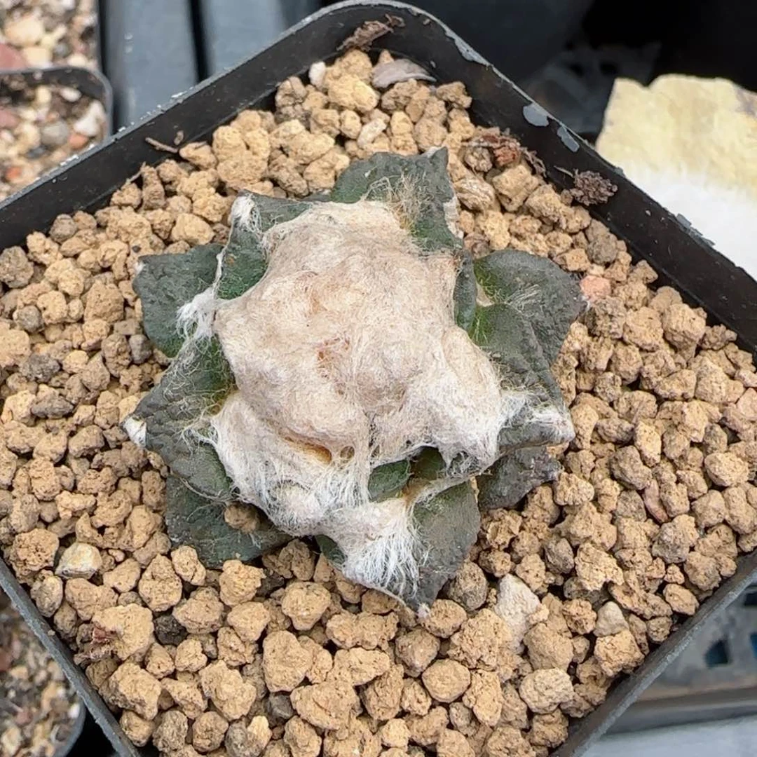 520自根牡丹多肉