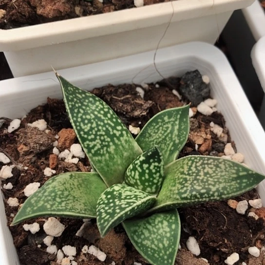 龙虎霸旋转蜗牛蜗牛