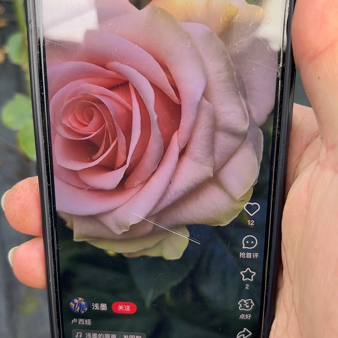 无花朵———-卢西娅 福利款