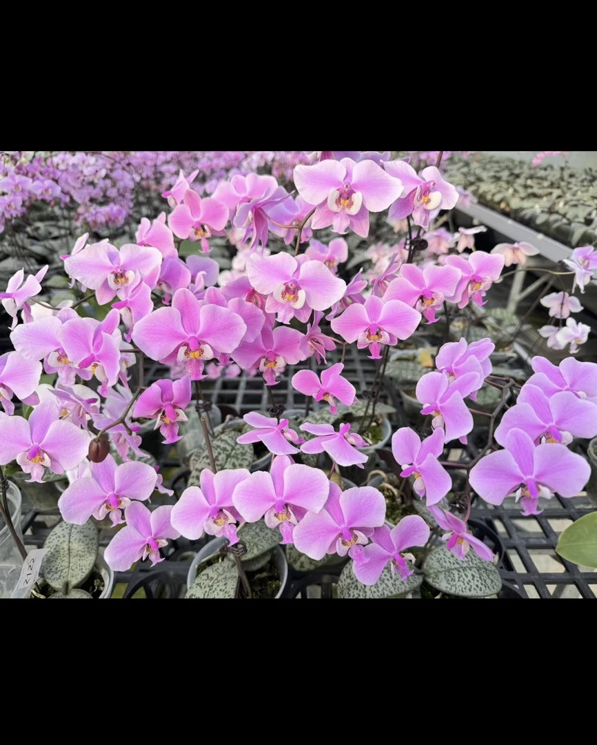 西蕾莉 3寸 苗株蝴蝶兰 鲜花绿植 瑕疵 少根 随机