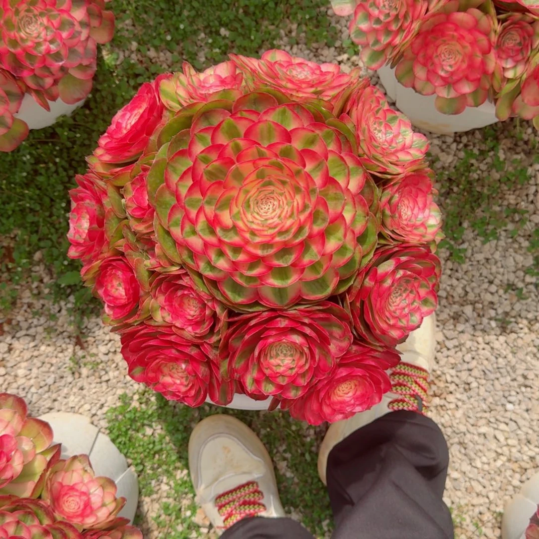 春****?多肉植物发货发货