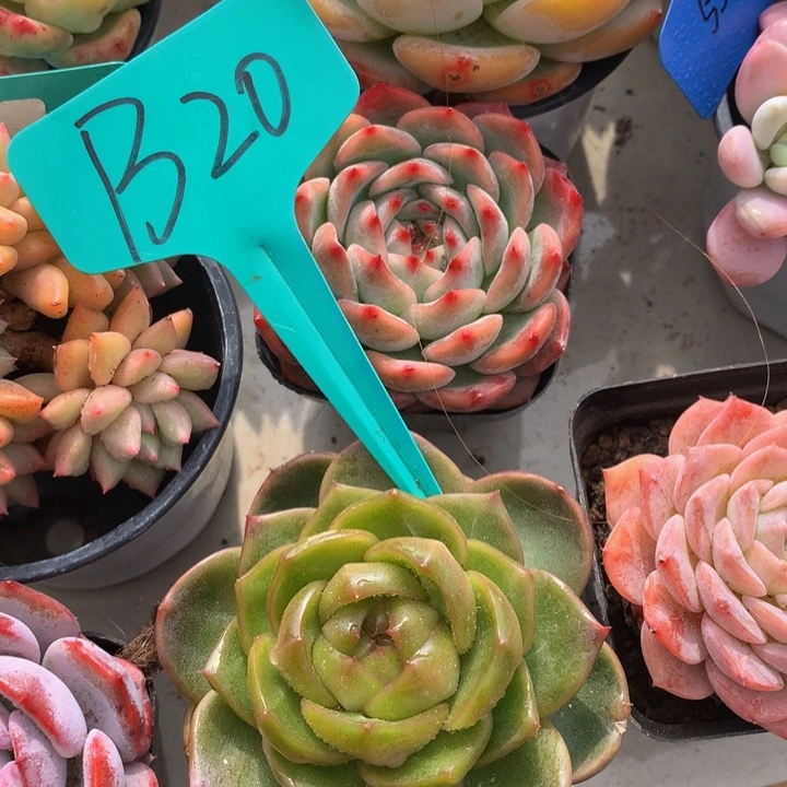 多肉植物72727272727