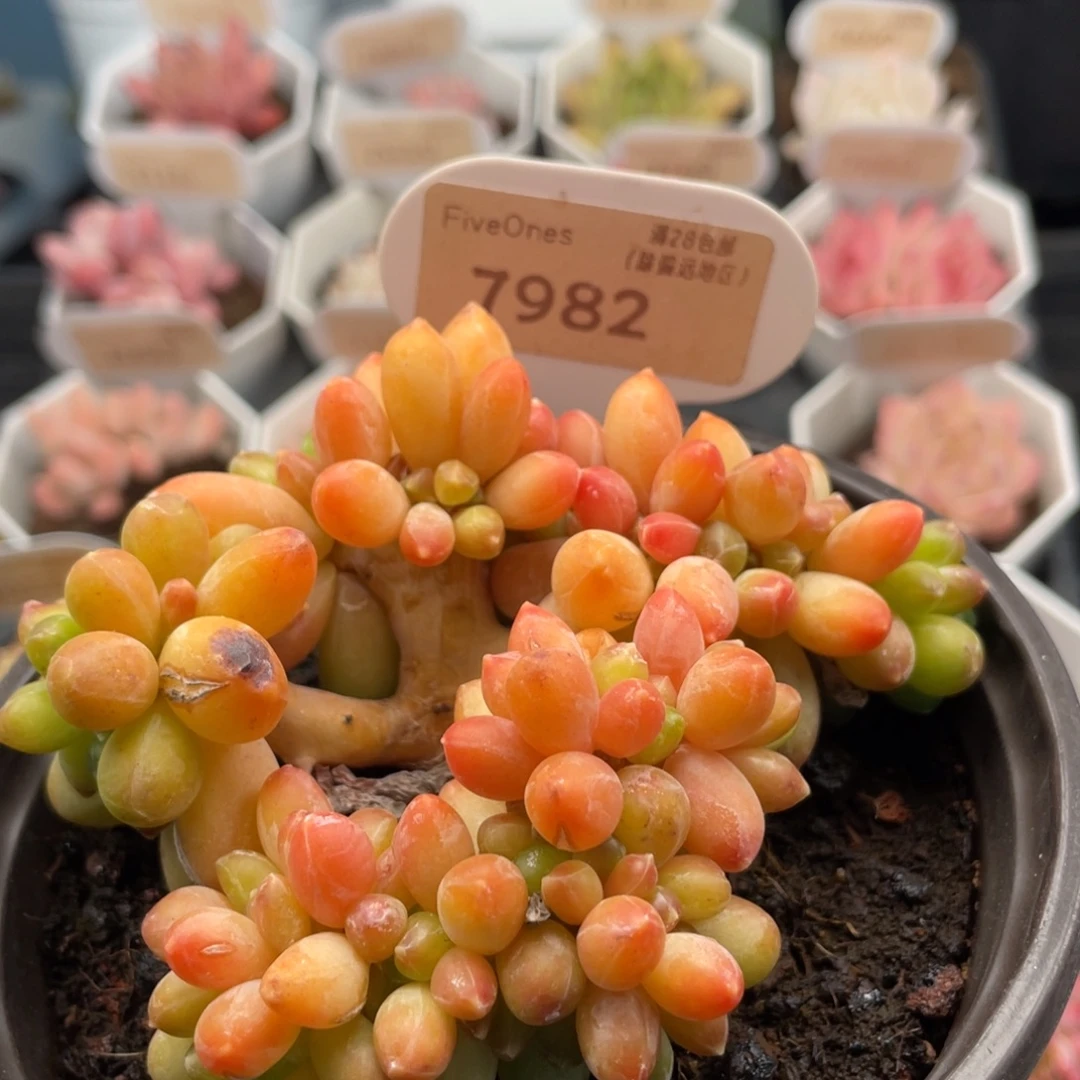 黄香蕉7982-10.0厘米