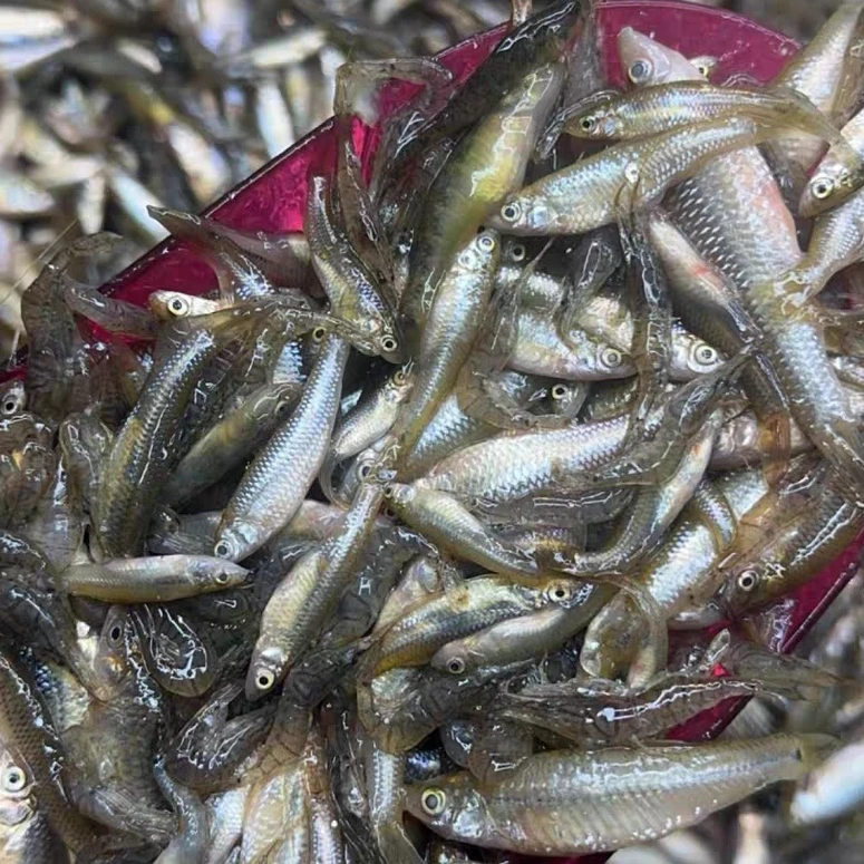 东北淡水冷水新鲜速冻野生河虾小杂鱼【嫌小勿拍】