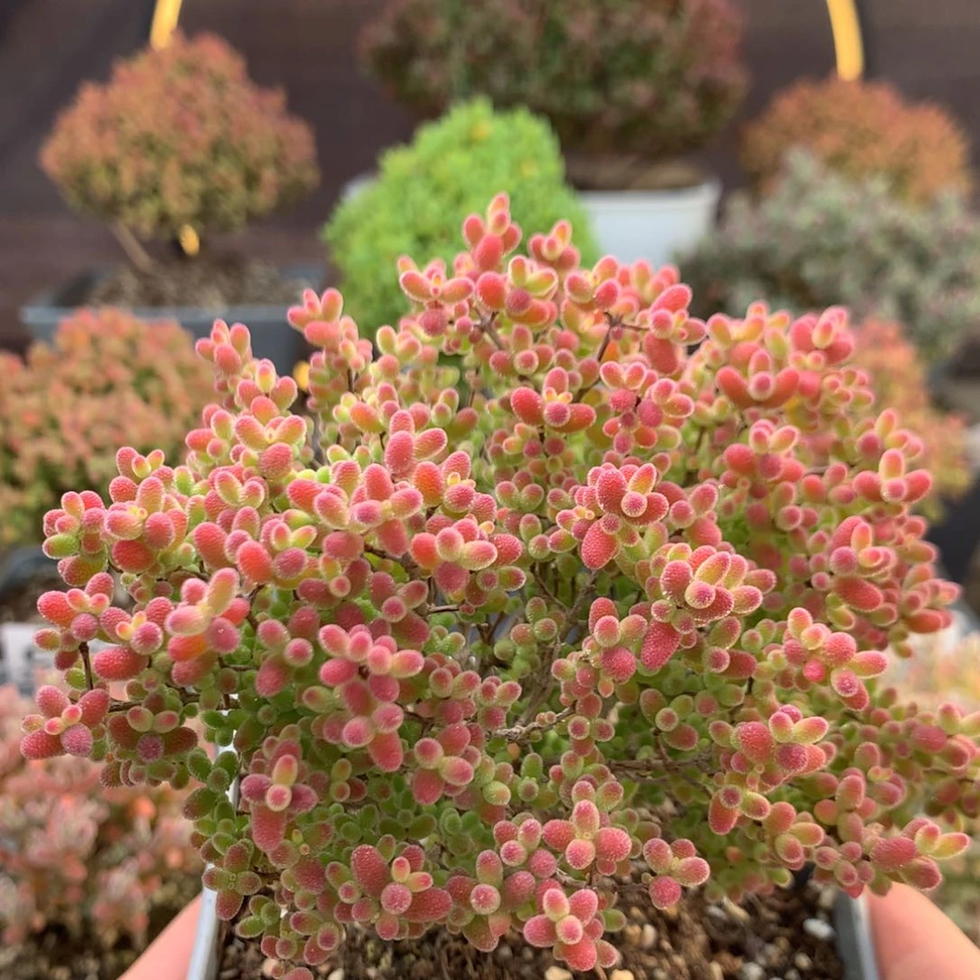 c752蜜橘枝干番杏