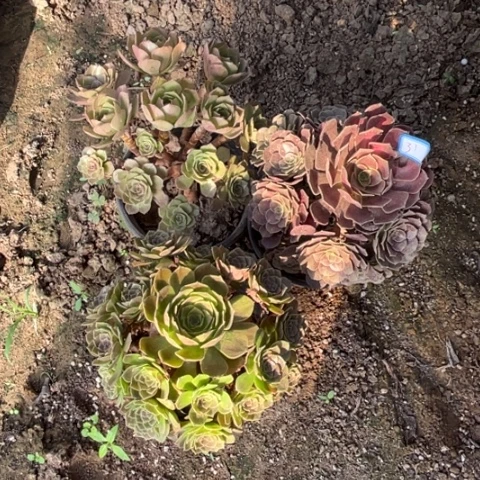 031多肉植物组合，