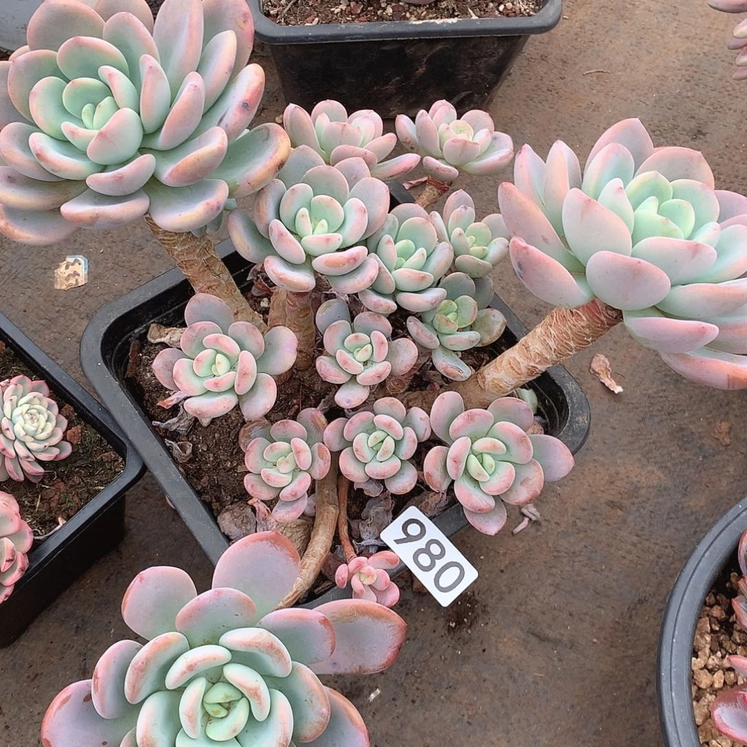 980香橙一物一拍多肉