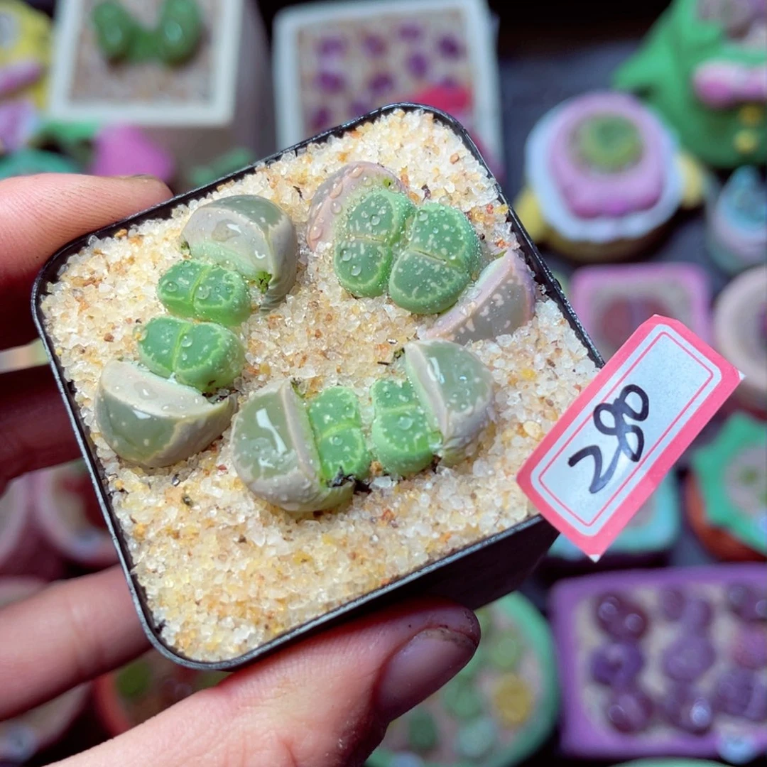 280生石花带盆发