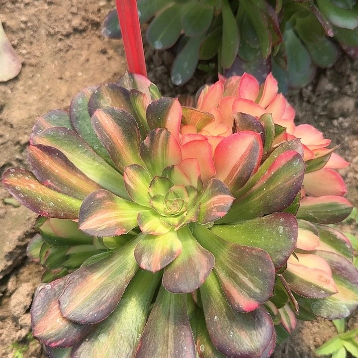 5-145流星雨多肉法师