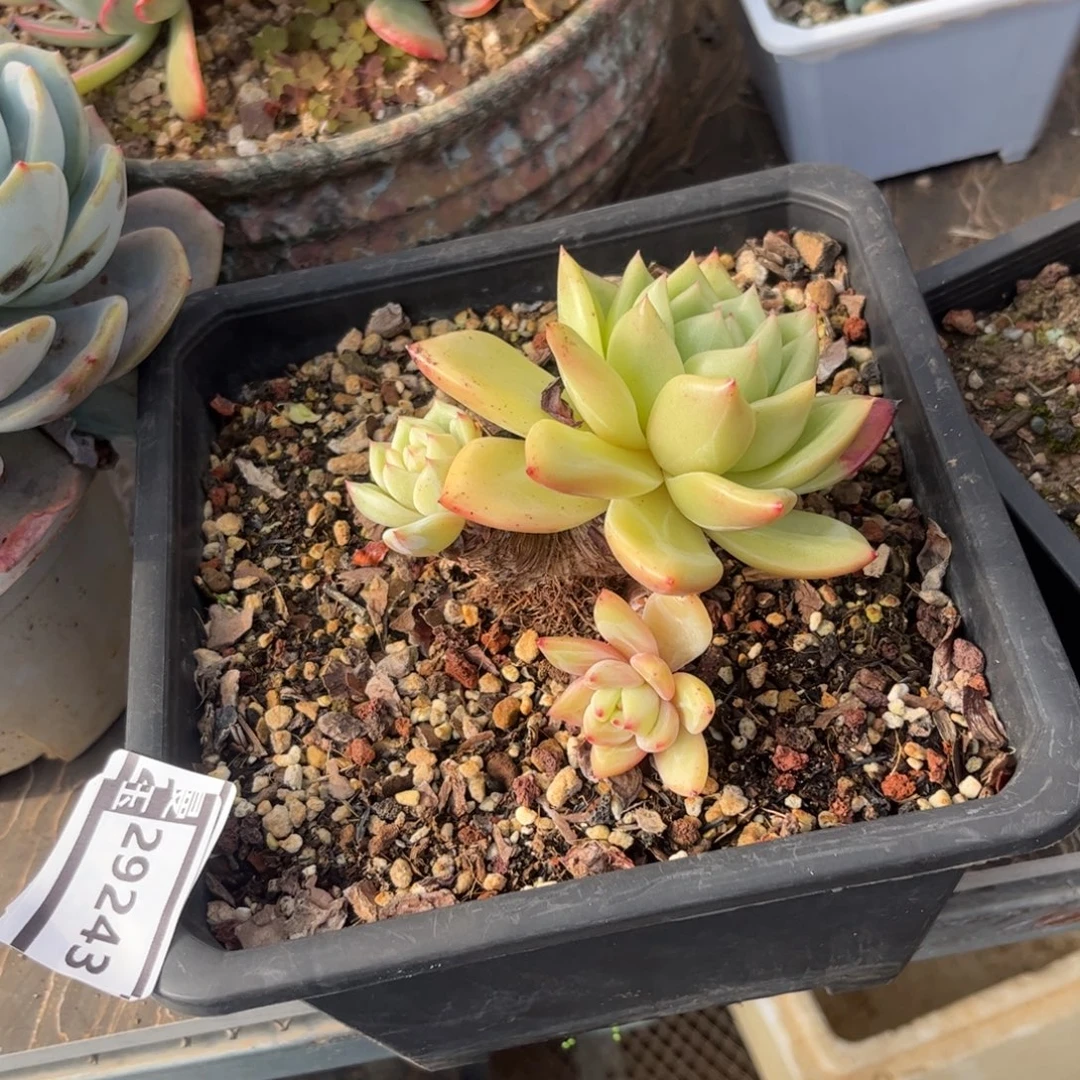 香槟多肉植物29243