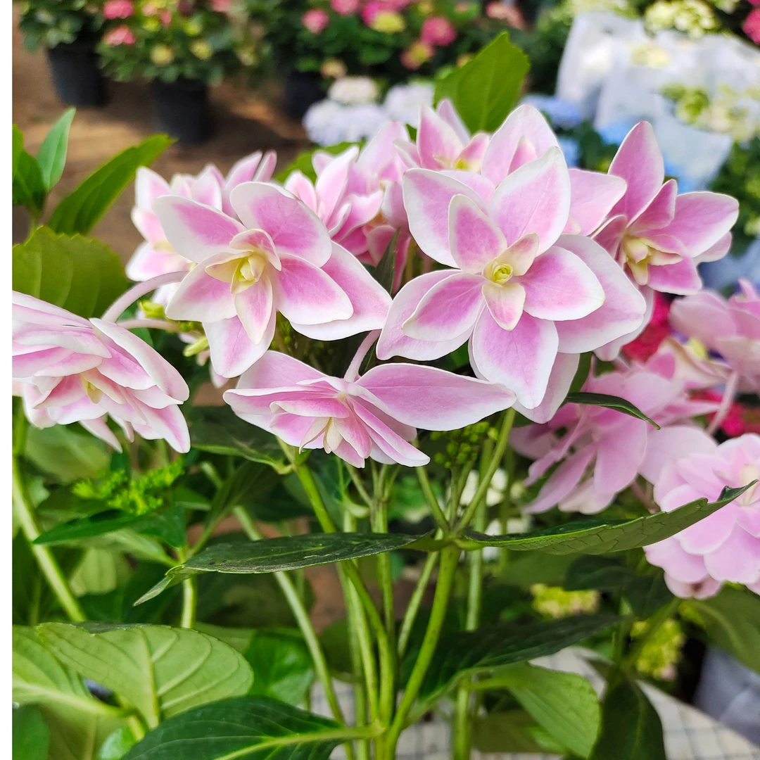 星星糖绣球 四季开花多年生春夏秋冬阳台地栽庭院好养好活