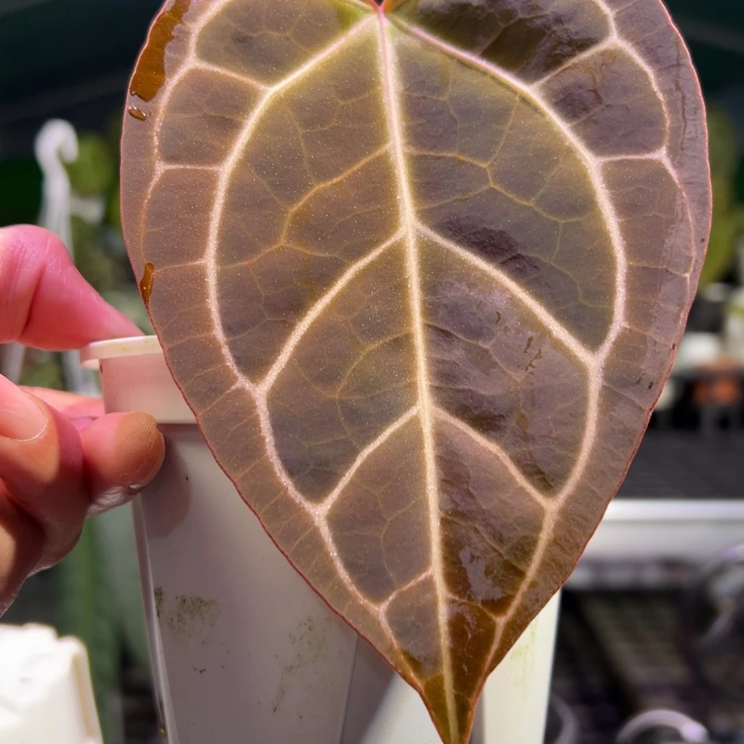 完全开放水晶*花烛