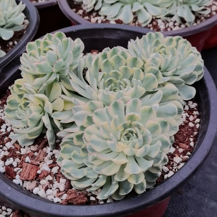梦幻玫瑰白覆轮锦群没根