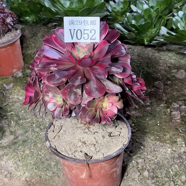 052美杜莎    多肉植物