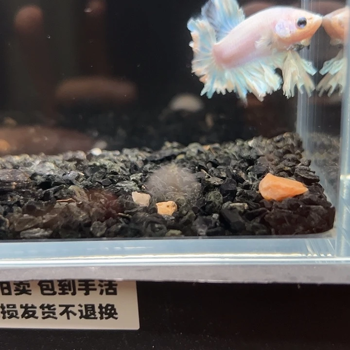 斗鱼竞拍跑单拉黑19日123