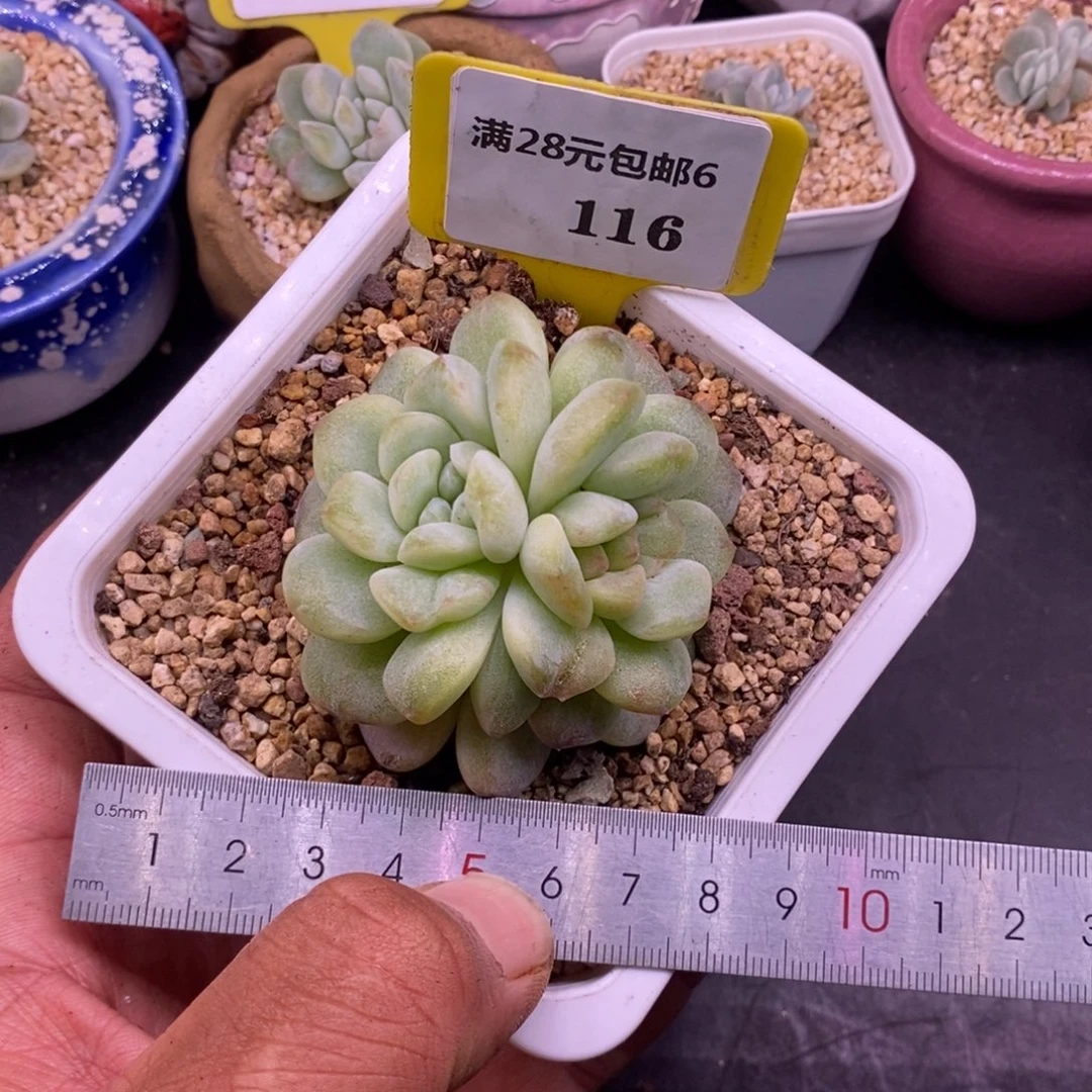 6116福利，冰玉石化双头分心