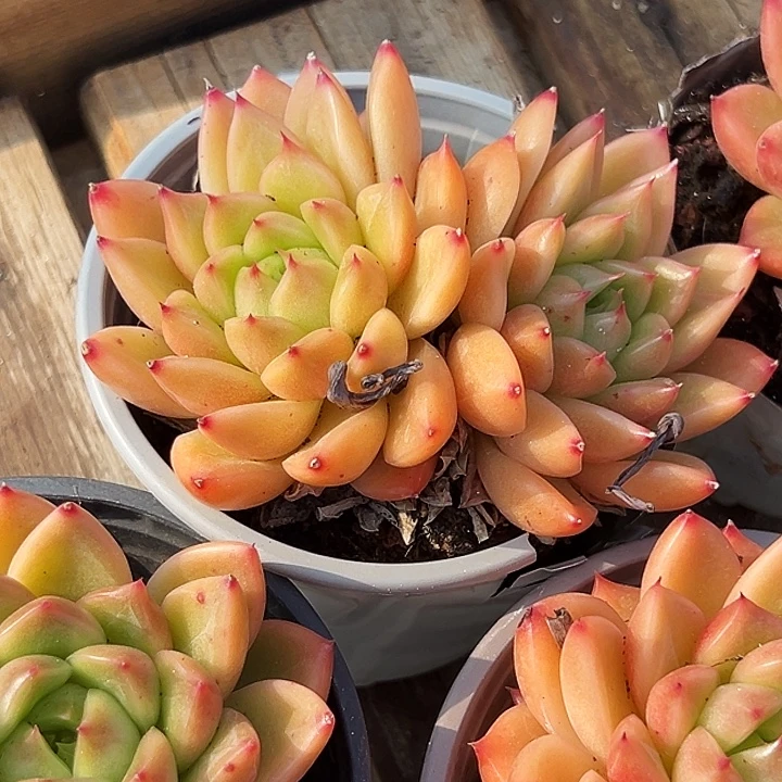 双头          星空    珍妮