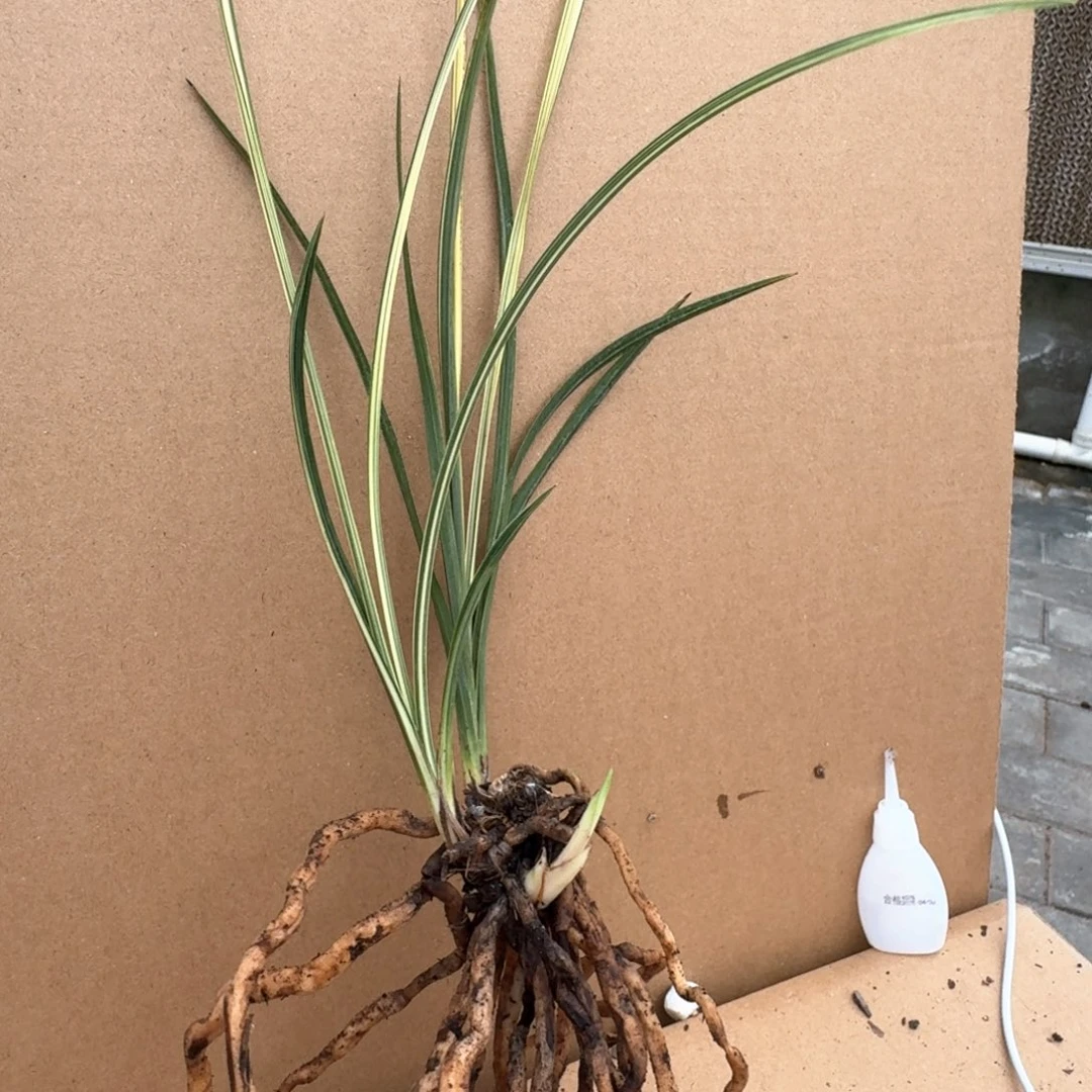 白***1完全开放送希望送快乐送健康