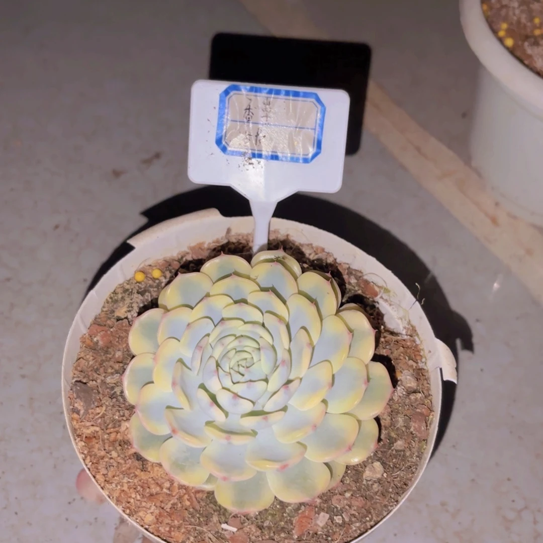 至**刻我的小可爱们都好可爱