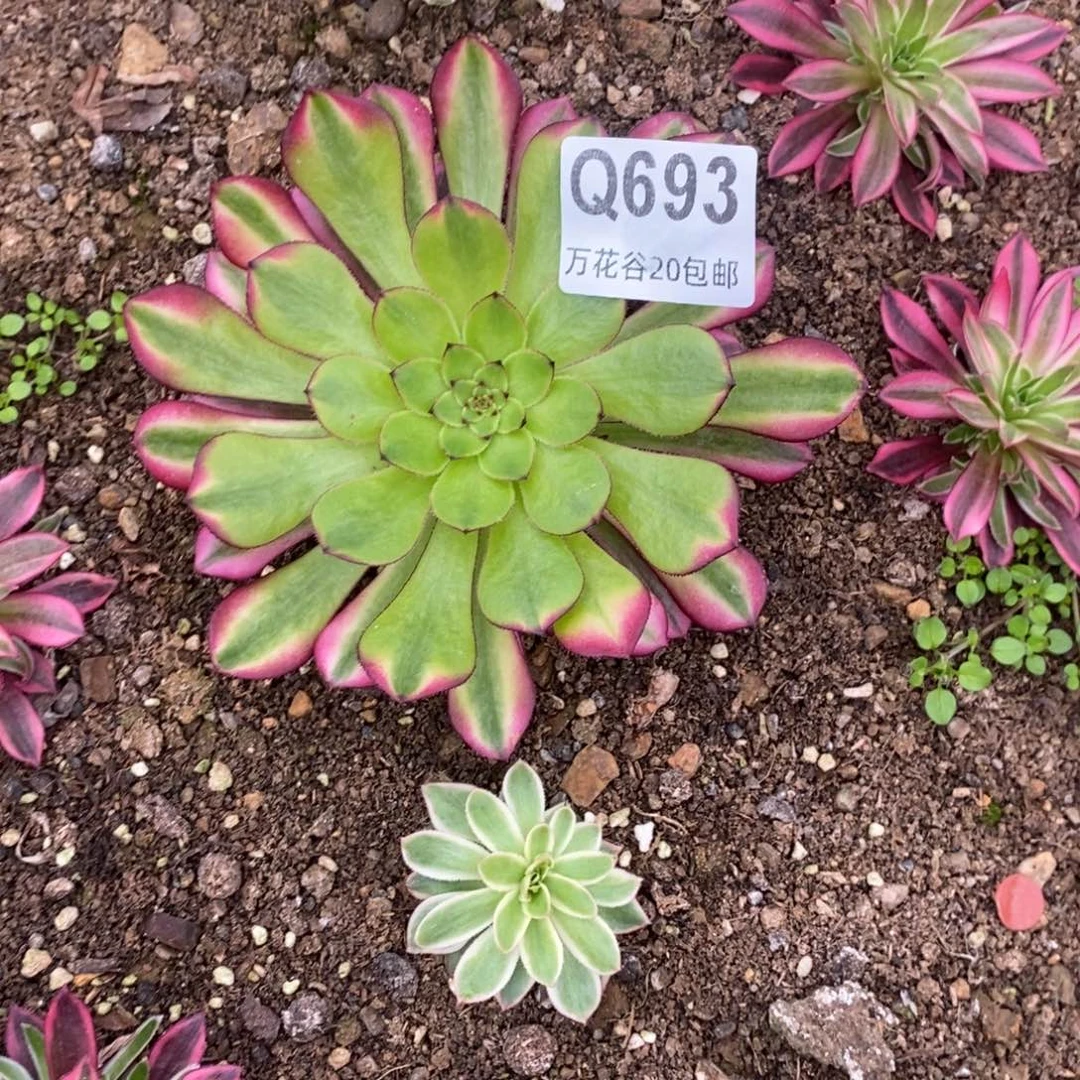 693祝融单头10厘米量拍多肉