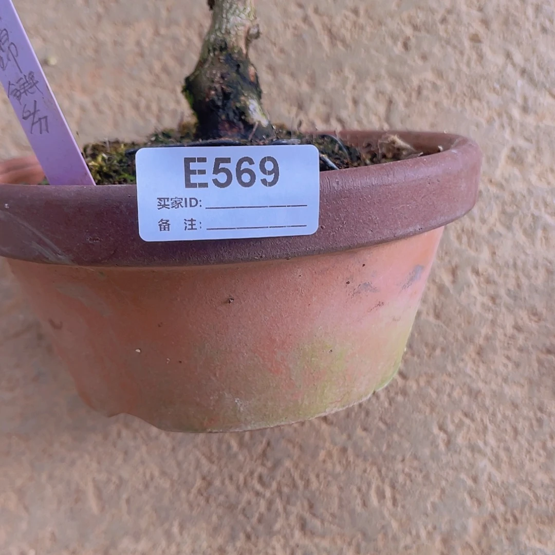 直播时间一直一直