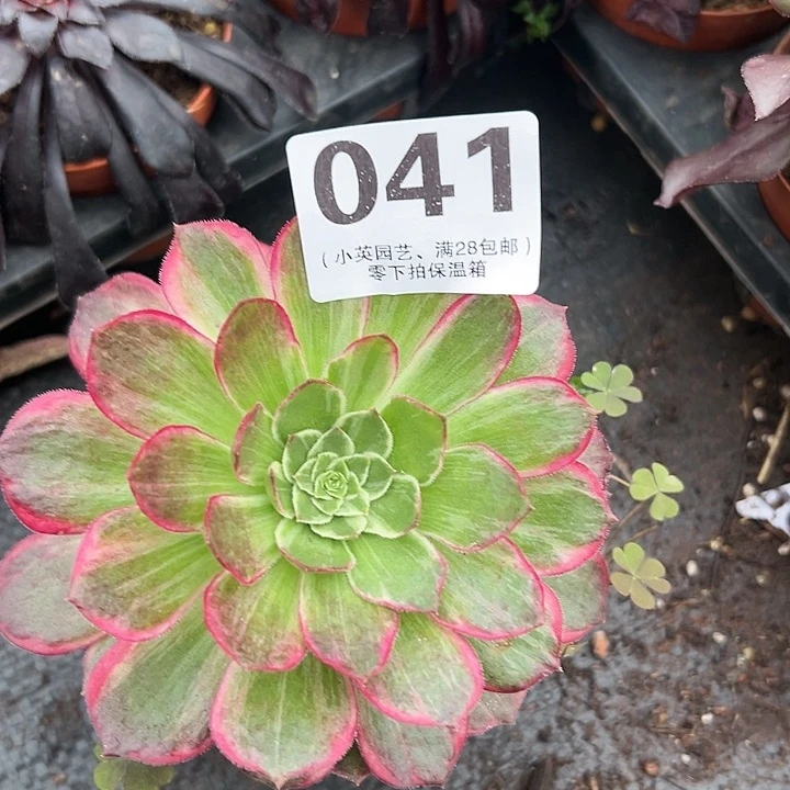 041多肉植物法师