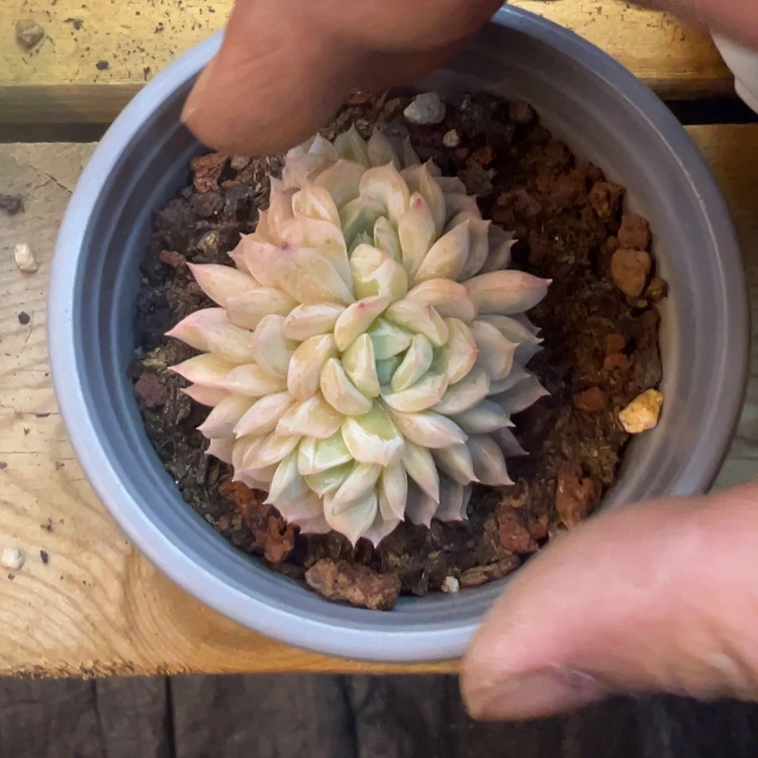 红*?小刺猬，福利多多
