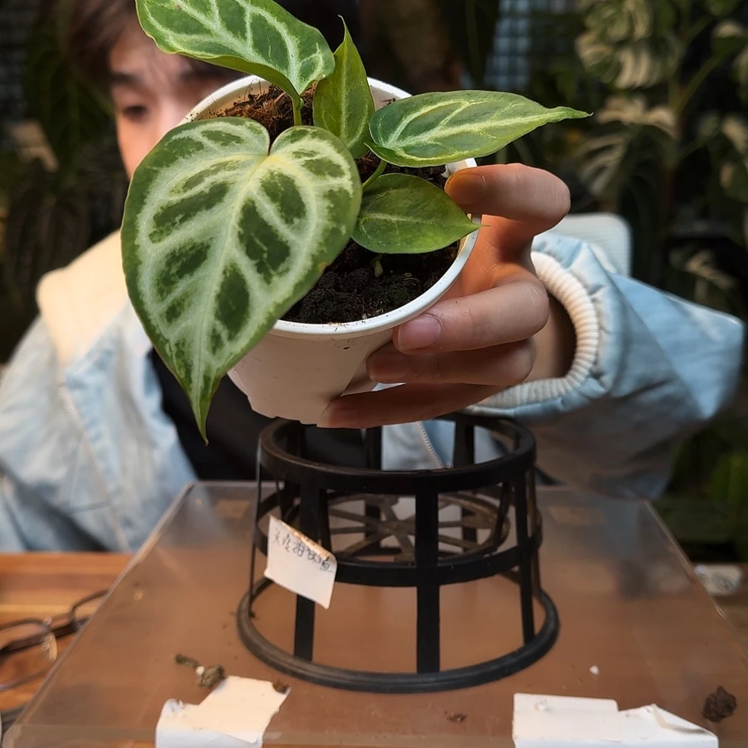 完全开放J124银色闪光杂面纱