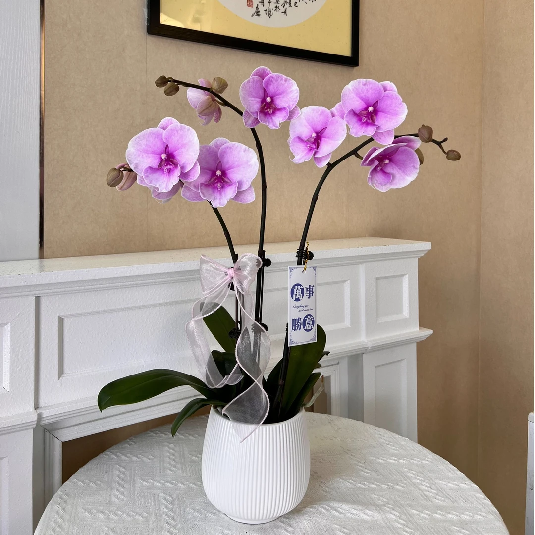 《粉迷雾》蝴蝶兰中大花型紫粉渐变色系好养耐开花卉盆栽