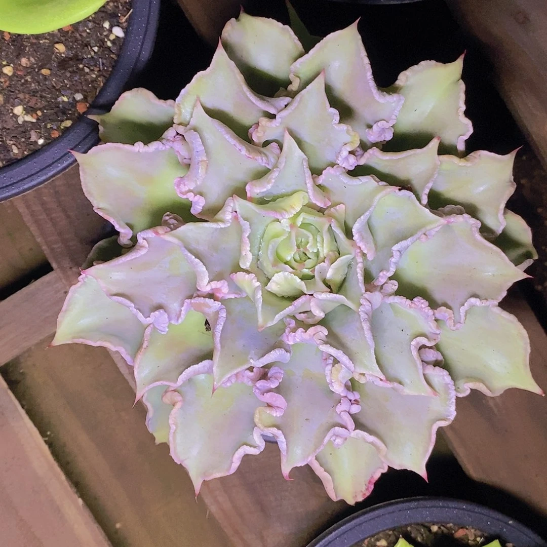 多肉植物单头饺子皮