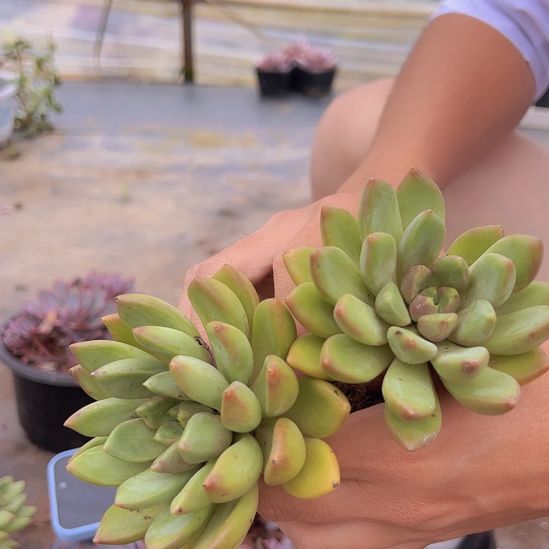 黄金象牙 双头起发