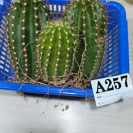 当前无花栽培后可以开花a257