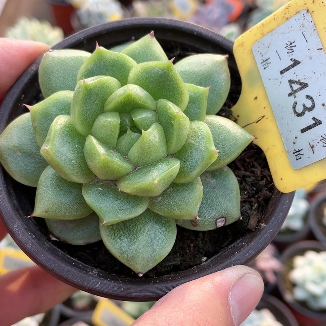 【闪购商品】无花朵1431号