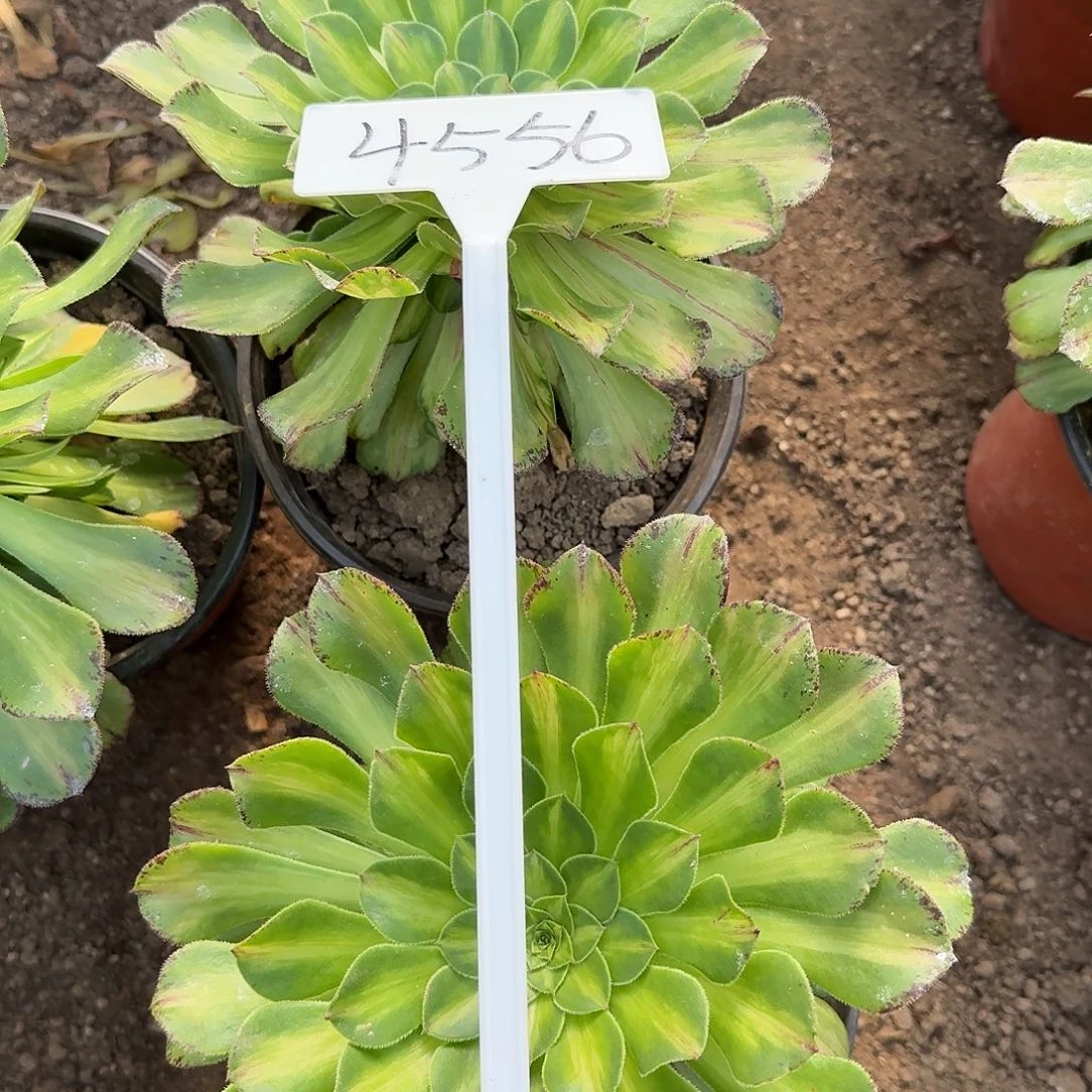 4556知否多肉法师多肉两颗