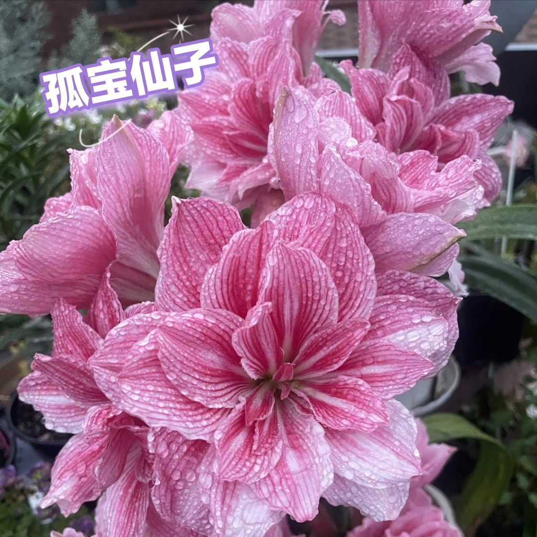 1棵孤宝仙子1棵惊奇铃声1棵梦幻1棵贵妇1棵珊瑚5个品种2公分左右