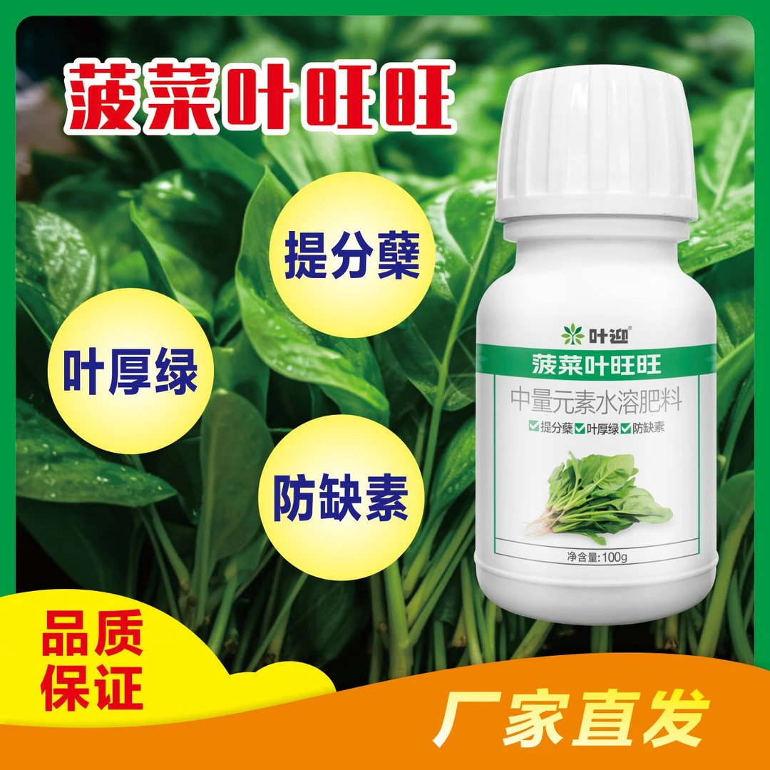 菠菜叶旺旺叶片浓绿小叶变大根强苗壮