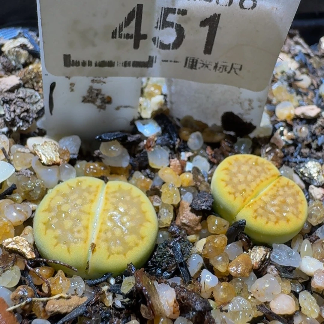 Ssss好便宜好便宜451