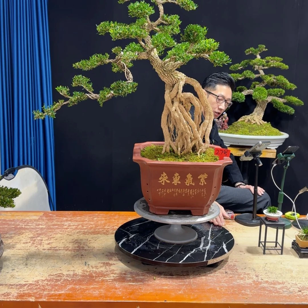 黄杨室内室外盆景艺术